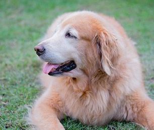  How to Help Your Dog or Cat Enjoy His Senior Years