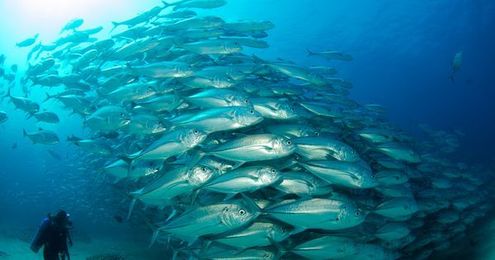 We could recover all the world's fisheries in 30 years. But will we?