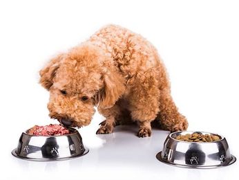 Is Your Pet's Food Safe Enough for Human Consumption?