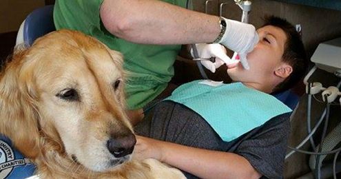 This Dentist’s Office Hired Golden Retriever To Help Patients Relax