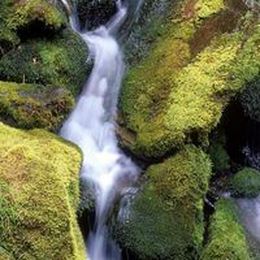 When Is the Right Time to Put Down Moss Killer?