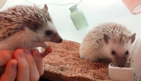 Tokyo now has a hedgehog cafe and we want to hang out there forever