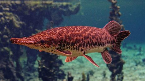 6 Great New Books for the Fish Nerd’s Library