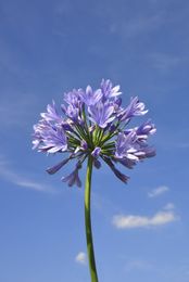 When Is Agapanthus Bloom Season