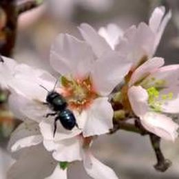 Why You Should Take the Honey Bee Shortage Seriously