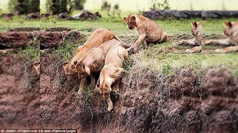 Lioness does the unthinkable to save her stranded baby cub. This is incredible.