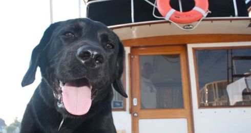 How to Make Your Boat Pet Friendly