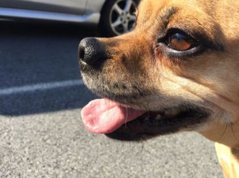 Take Care When Moving with your Pets