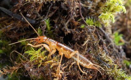 Mount Spokane ice crawler may be a unique species, scientists say