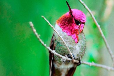Attracting Hummingbirds: Western Species