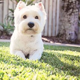 10 Dog Breeds That Are Most Likely To Develop Cancer
