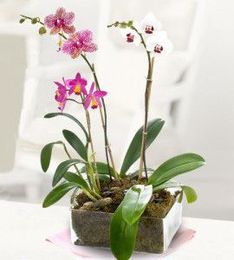 Elegant Beauty: A Closer Look at Orchids