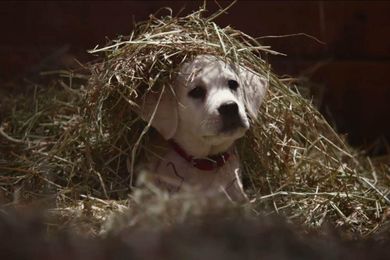 Give Your Kid That Pony. Or A Puppy.