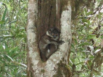 Research Shows Vital Links Between Lemurs and Fruit Trees