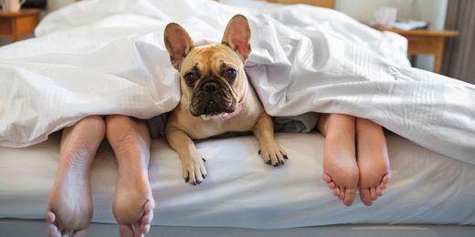 11 Ways to Make Room for Your Pets at Home