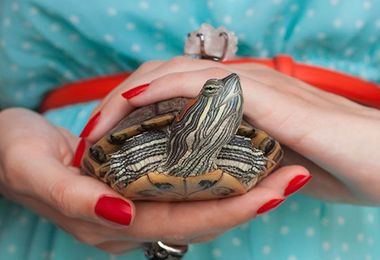 7 Mistakes to Avoid With Your Pet Turtle