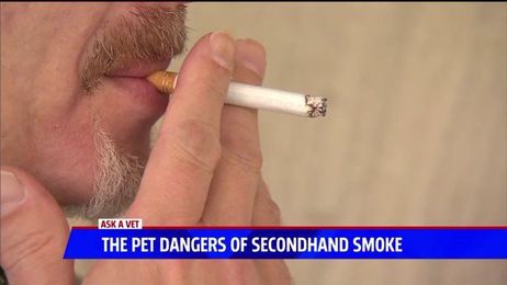 Ask a Vet: The Dangers of Second-Hand Smoke