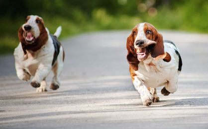 Recruiter, You Ain't Nothin' But a Hound Dog