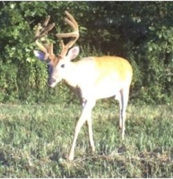 Why Do Some Bucks Grow Three Beams?
