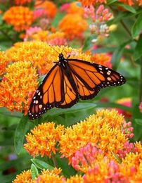 6 Easy-Care Midwest Native Plants