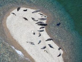 How an Alaska village made millions protecting unique freshwater seals