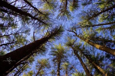 The Many Benefits Of Trees