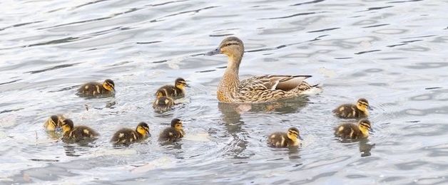 How to Motivate Your Sales Team: 4 Tried-and-True Strategies