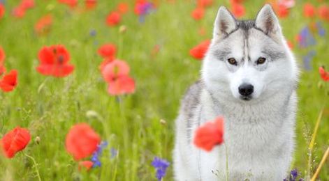 A Blooming Trend in Grooming
