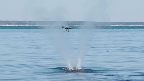 Endangered Whales Get a High-Tech Check-Up