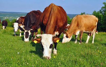 How to Teach Your Cows a New Trick: Weeding