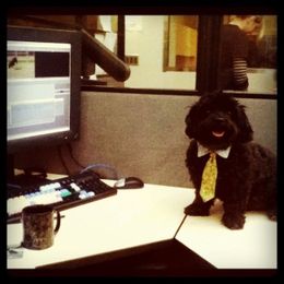 6 toys for dogs who need jobs