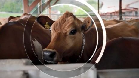 Happy Cows Help Save the Planet: Climate Smart Agriculture in Costa Rica