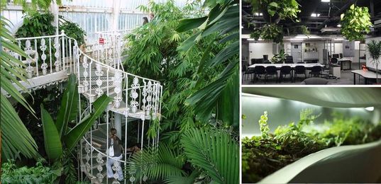 8 Common Mistakes in Interior Planting