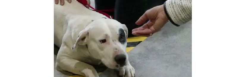 Community Pet Health Care Programs Can Save Lives