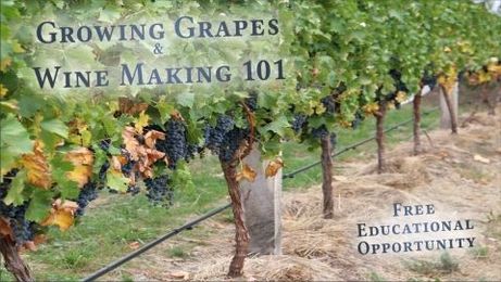 Growing Grapes and Wine Making 101