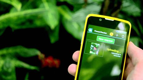 The 8-Best Apps To Identify Unknown Plants And Flowers