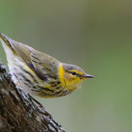 Where Are You Going, Where Have You Been?