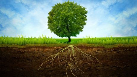 What is biomimicry, anyway?