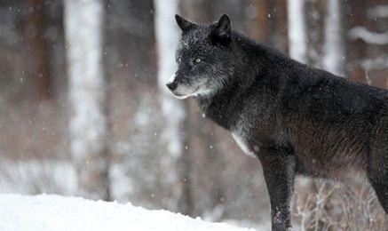 Does the Alpha Male Label Need to be Replaced? |