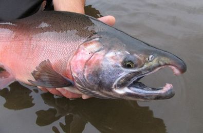 Scientists investigate social patterns of salmon