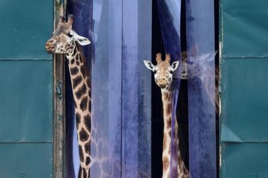 Genes tell how the giraffe got its long neck