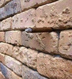 Another Brick in the Wall: An Optical Illusion to Torment Your Brain