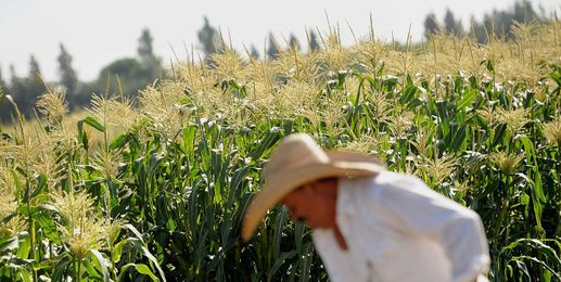 GMOs Are Safe, But Don’t Always Deliver On Promises, Top Scientists Say