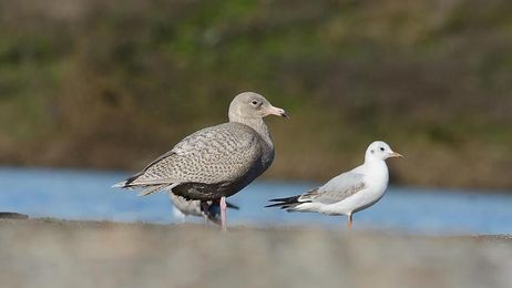 North America has lost 1B birds since 1970: report