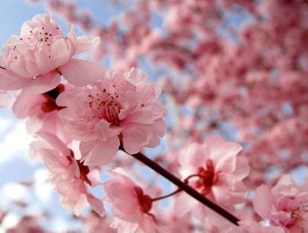 3 Easy Ways to Spot the Differences Between Cherry, Plum and Peach Blossoms!