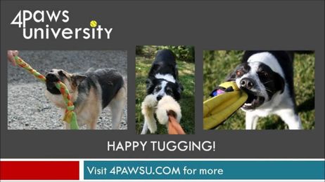 Teaching Tug & Drop Using the Premack Principle