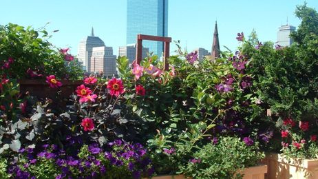 Tips for creating a great rooftop garden