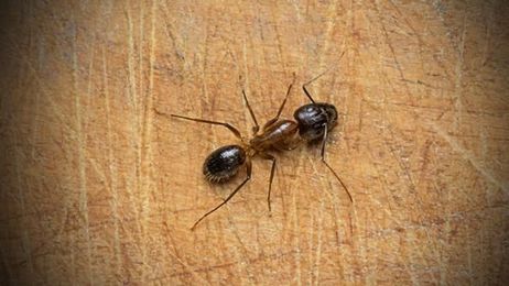 How to keep ants out of your restaurant