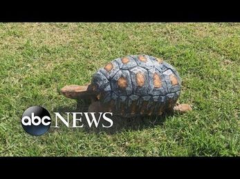 Injured Tortoise Gets 3D-Printed Shell