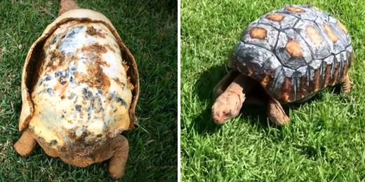 Tortoise Injured In Fire Gets New Hand-Painted, 3D-Printed Shell